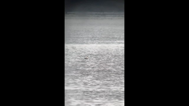 Урт сүүлт хайлгана - ML642365297