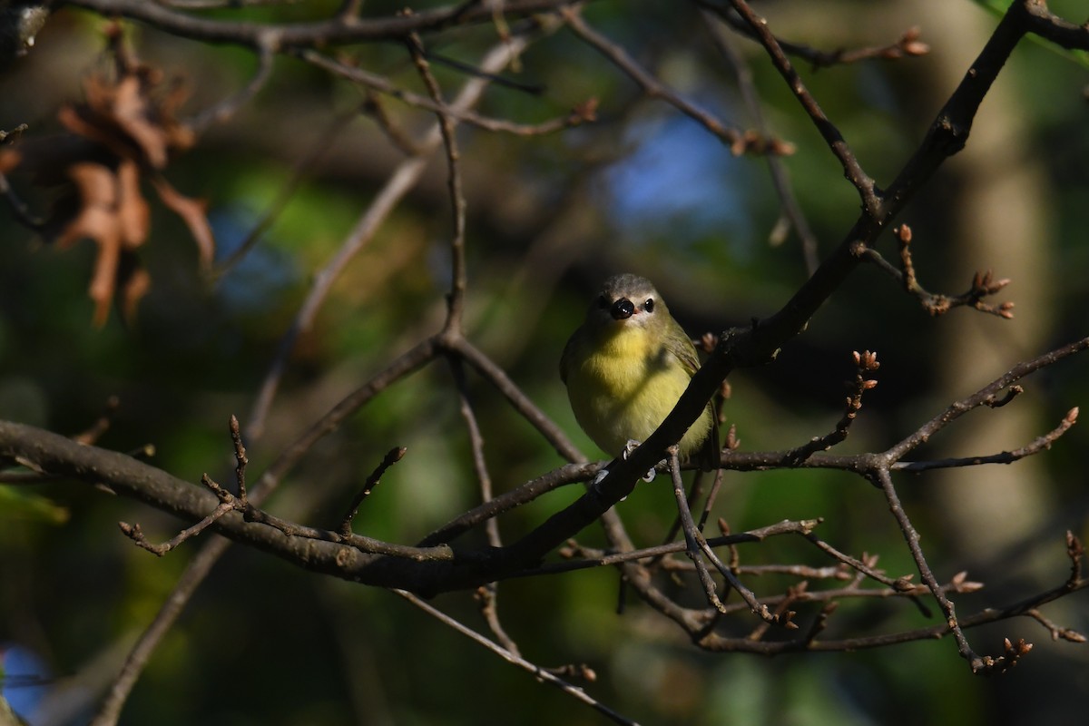 Philadelphia Vireo - ML642365305