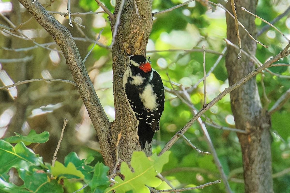 Downy Woodpecker - ML642365306