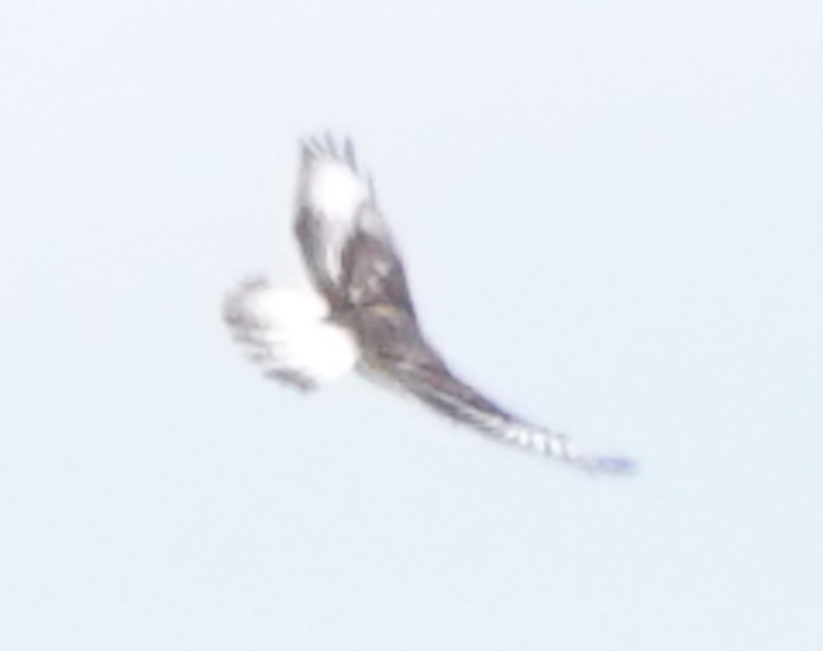 Ferruginous Hawk - ML642365307