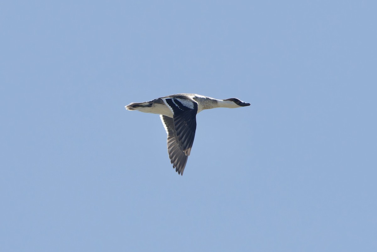 Smew - ML642365315