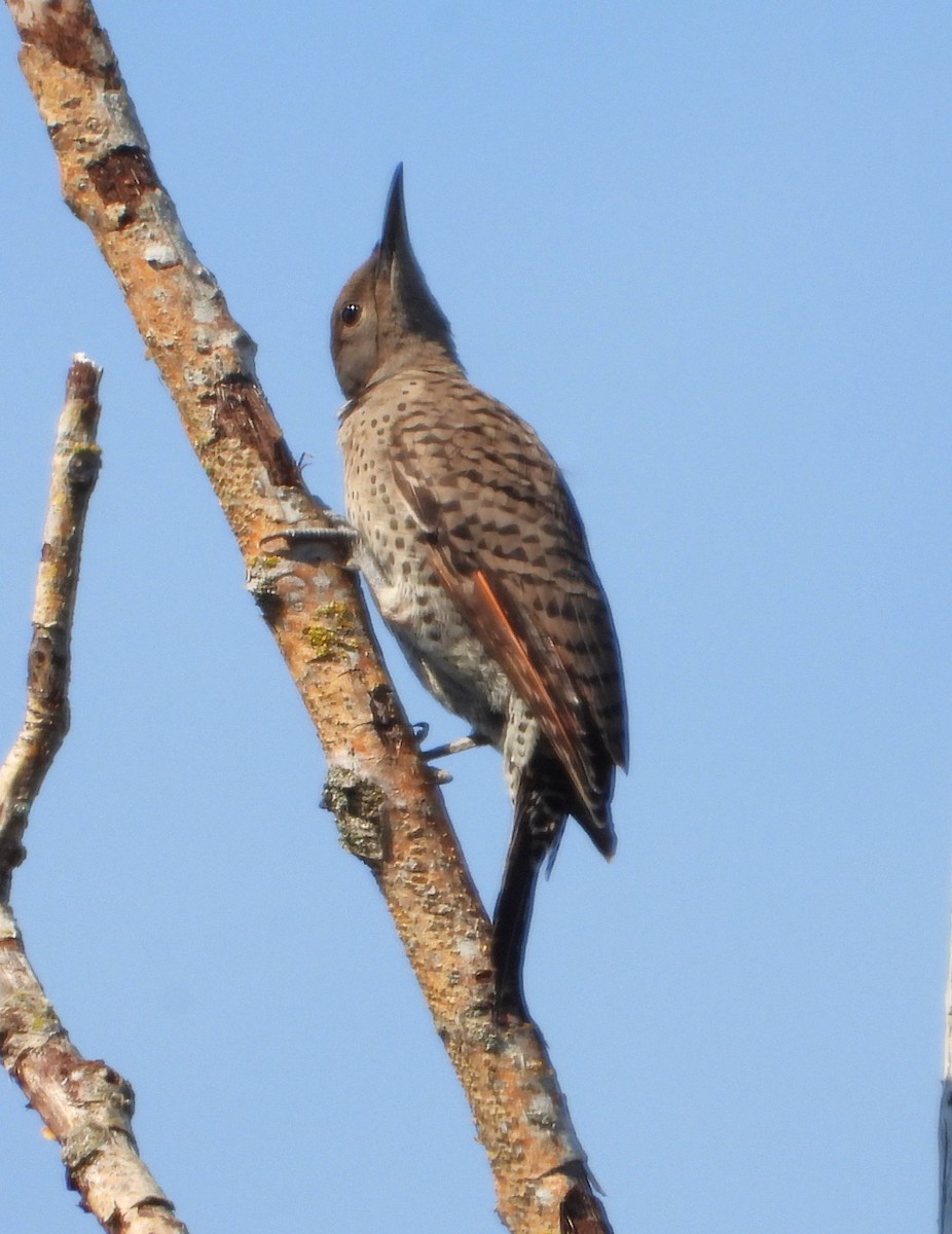 Northern Flicker - ML642365319