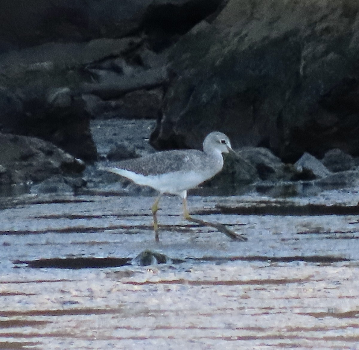 Greater Yellowlegs - ML642365322