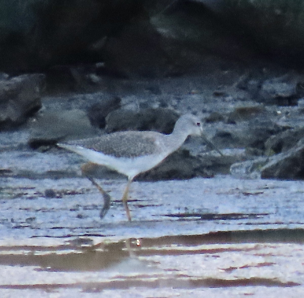 Greater Yellowlegs - ML642365323