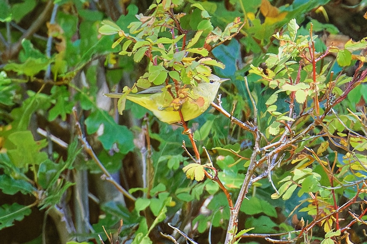 Orange-crowned Warbler - ML642365337