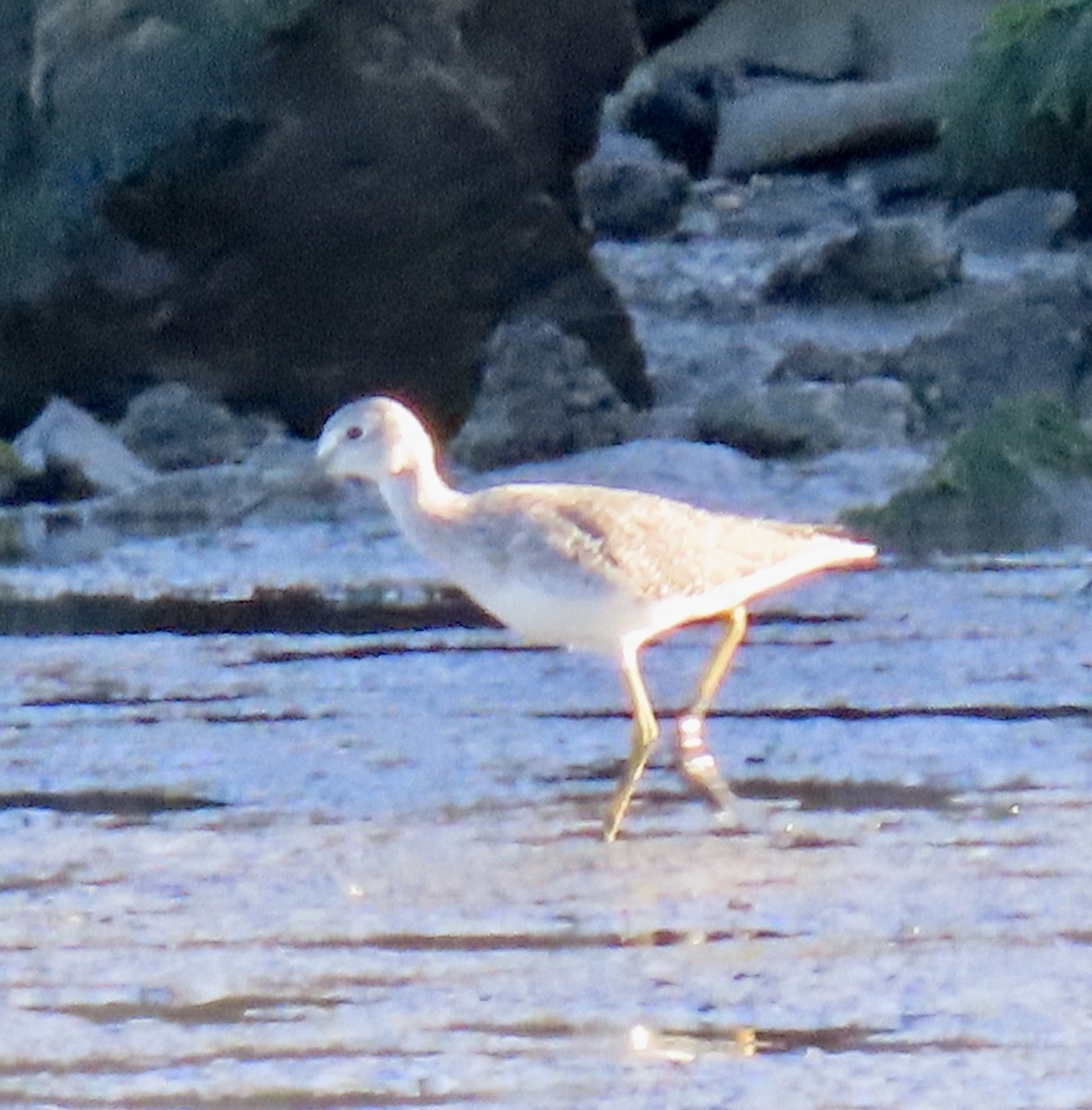 Greater Yellowlegs - ML642365338
