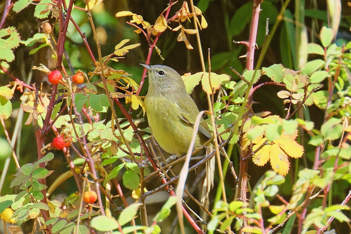 Orange-crowned Warbler - ML642365344