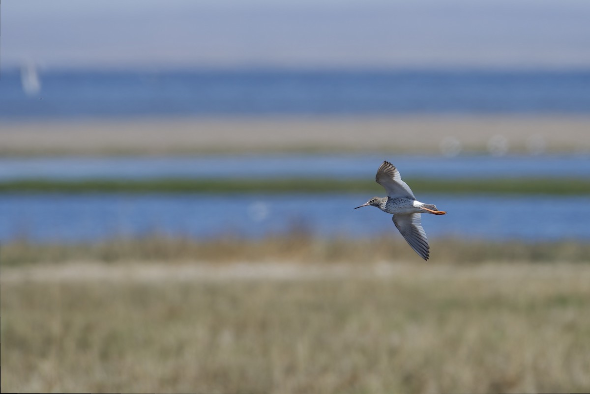 Common Redshank - ML642365350