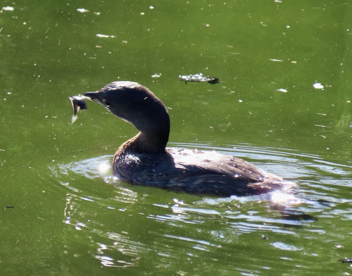 Pied-billed Grebe - ML642365351