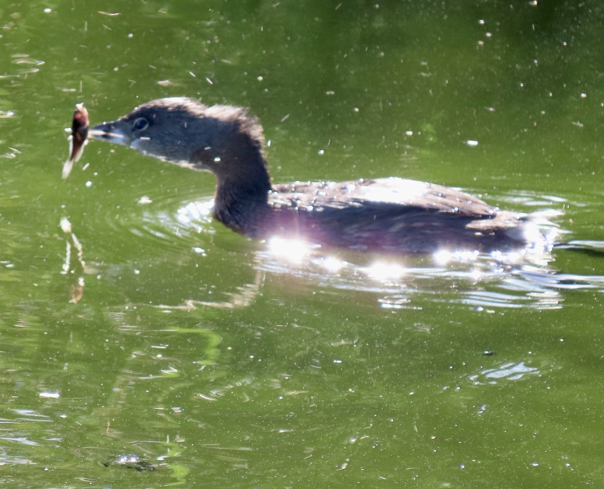 Pied-billed Grebe - ML642365352