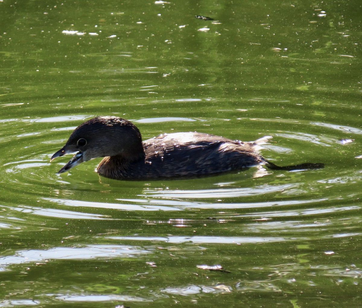 Pied-billed Grebe - ML642365353