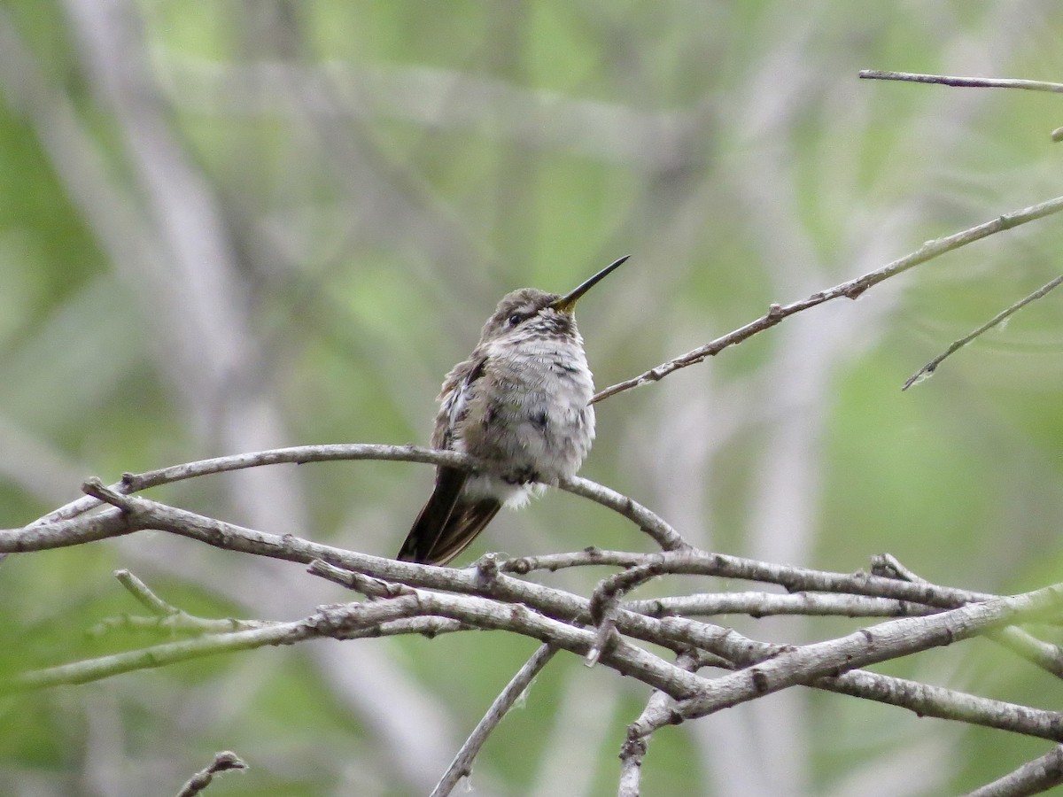 Anna's Hummingbird - ML642365356