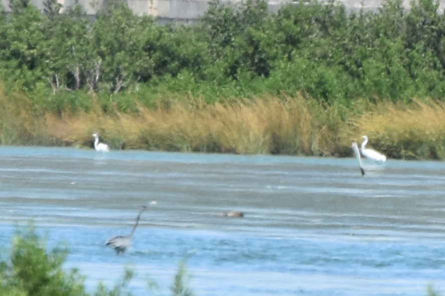 Büyük Ak Balıkçıl - ML642365367