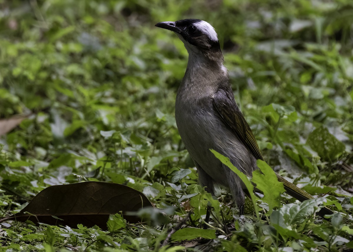 Light-vented Bulbul - ML642365382
