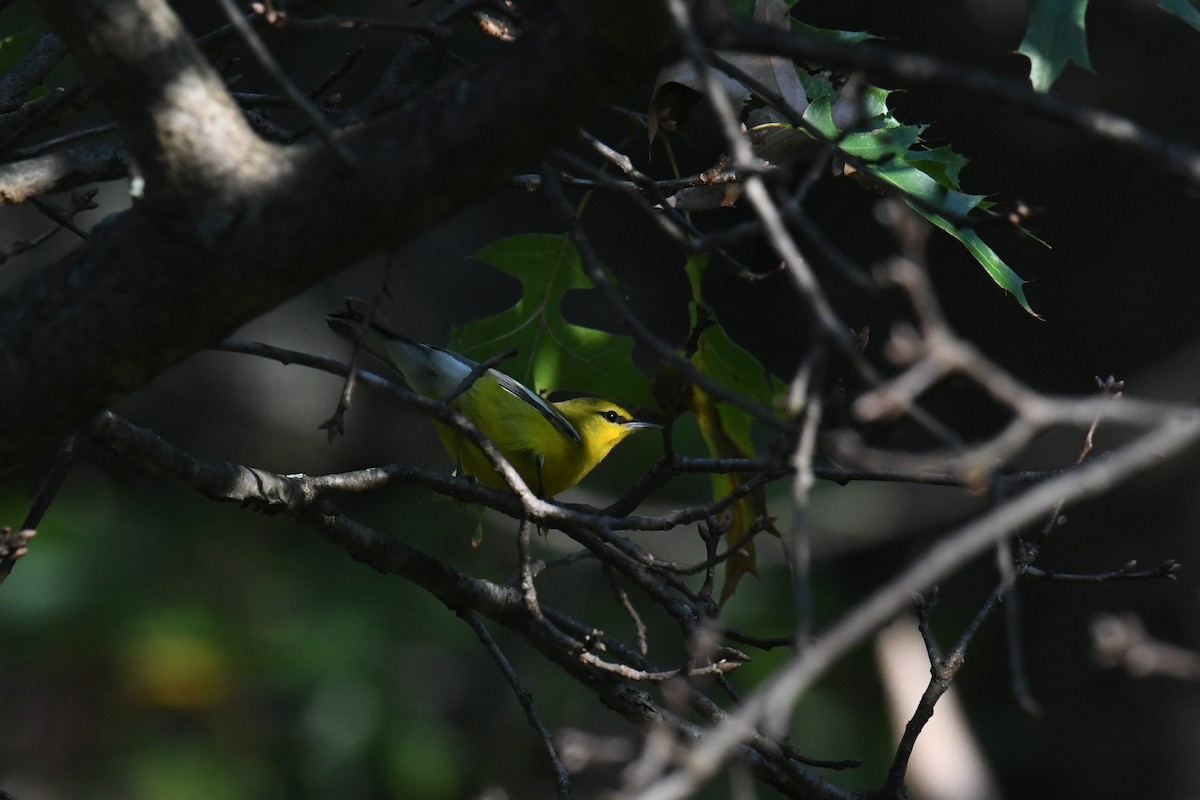 Blue-winged Warbler - ML642365384