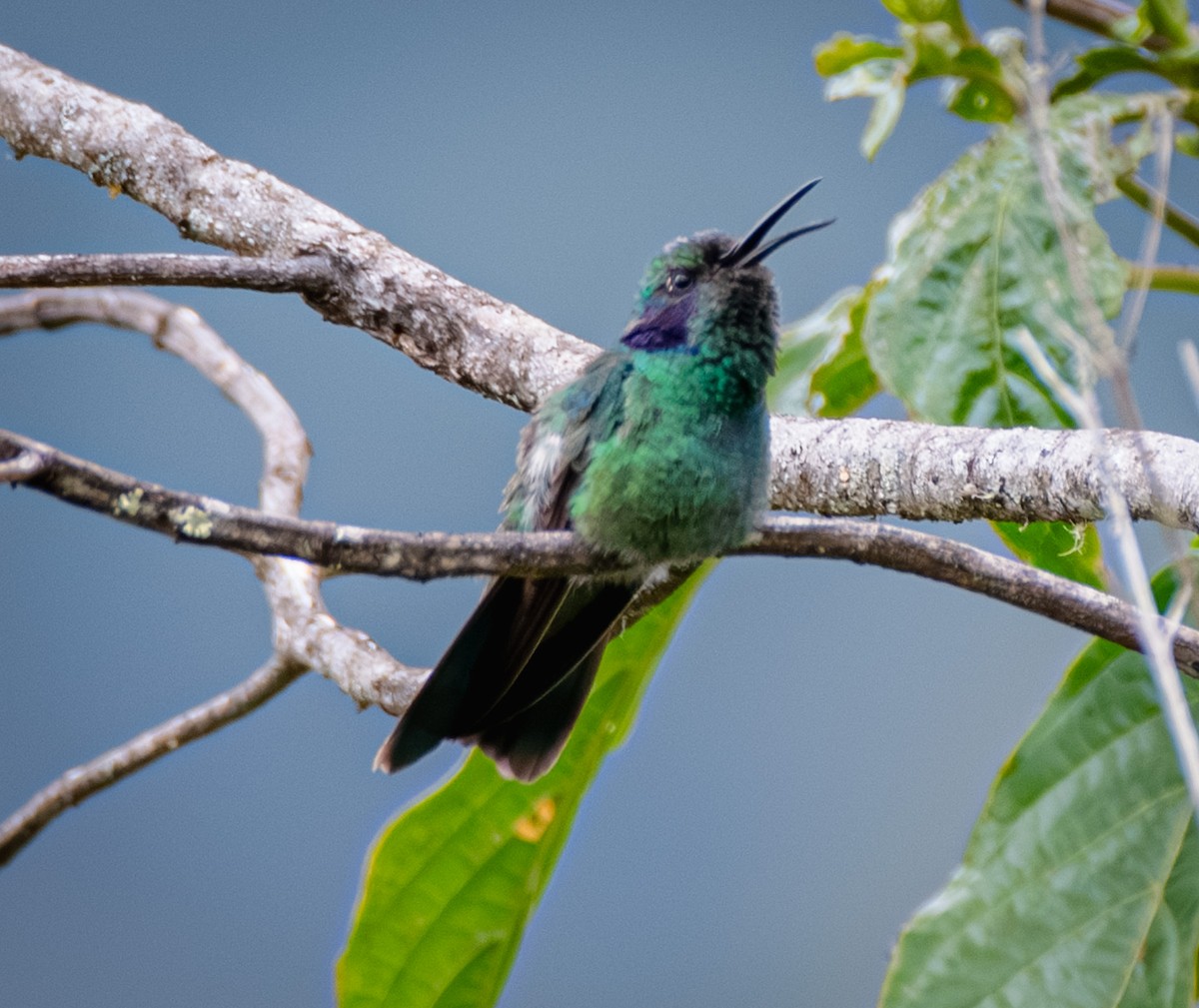 Lesser Violetear - ML642365403