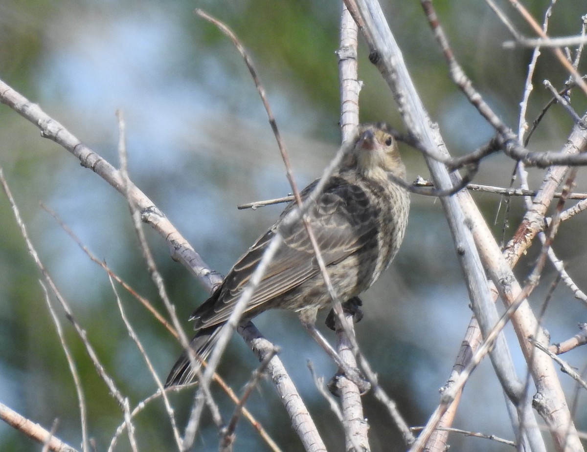 Tordo Cabecipardo - ML64236541