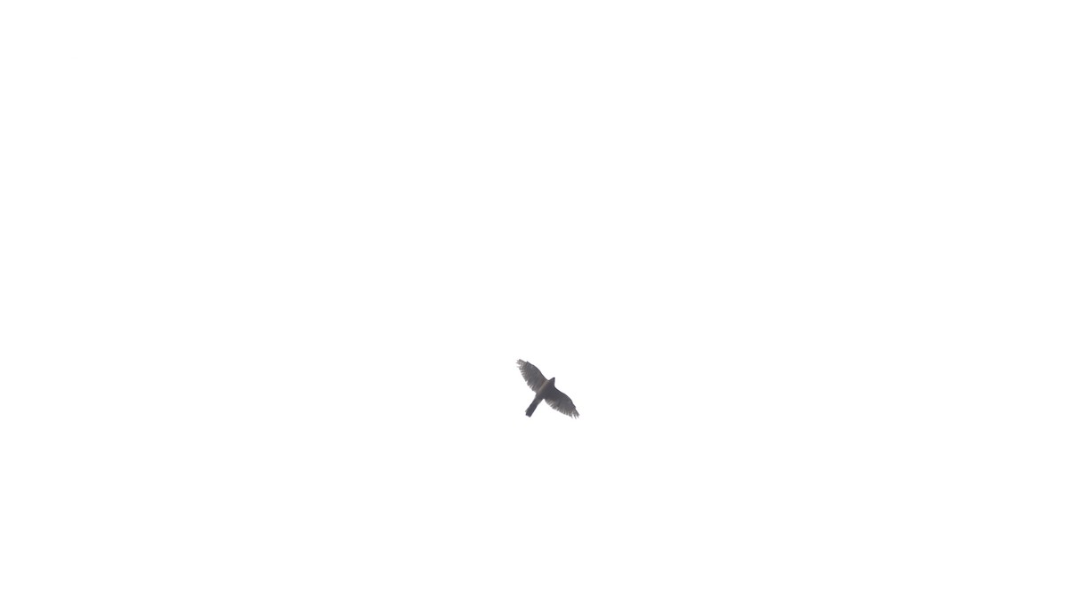 Cooper's Hawk - ML642365418