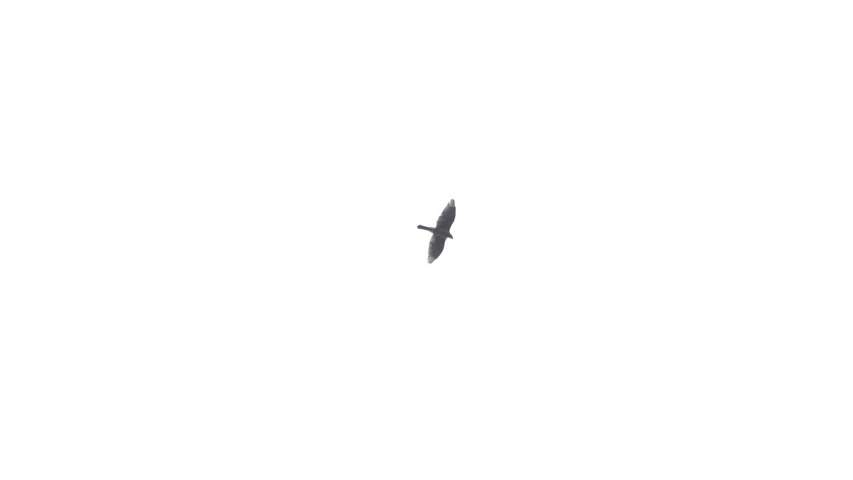 Cooper's Hawk - ML642365419