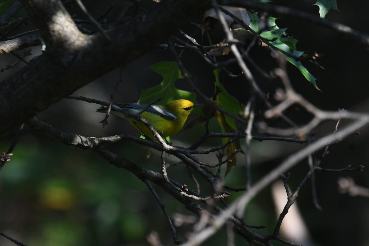 Blue-winged Warbler - ML642365428