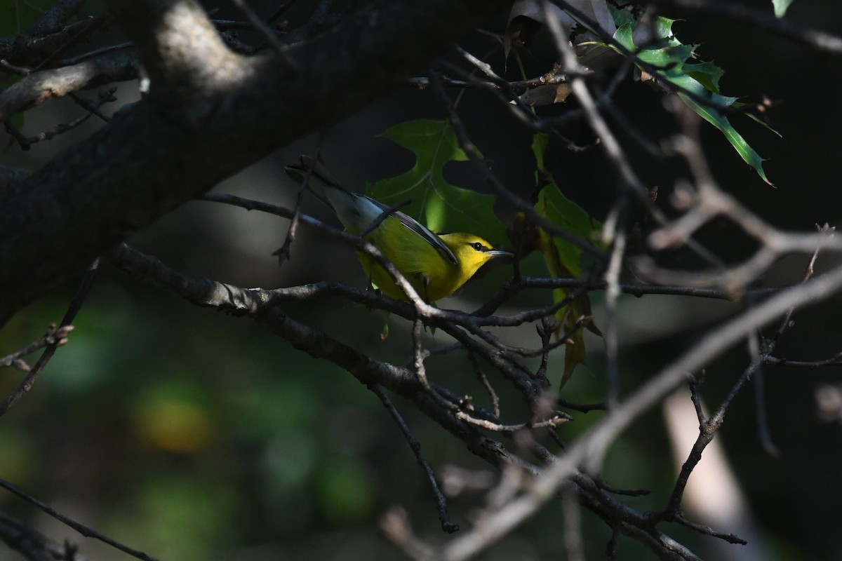 Blue-winged Warbler - ML642365432