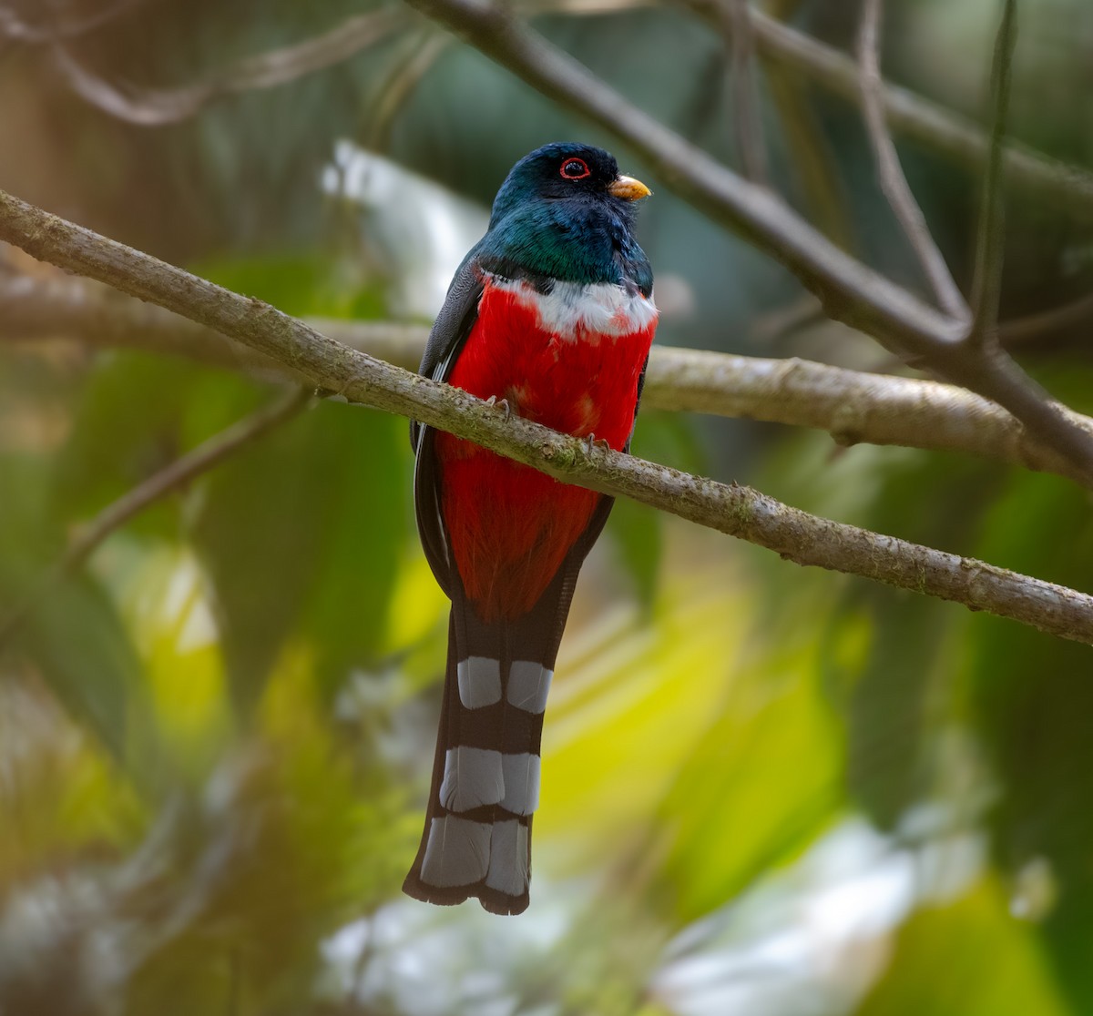 Masked Trogon - ML642365461