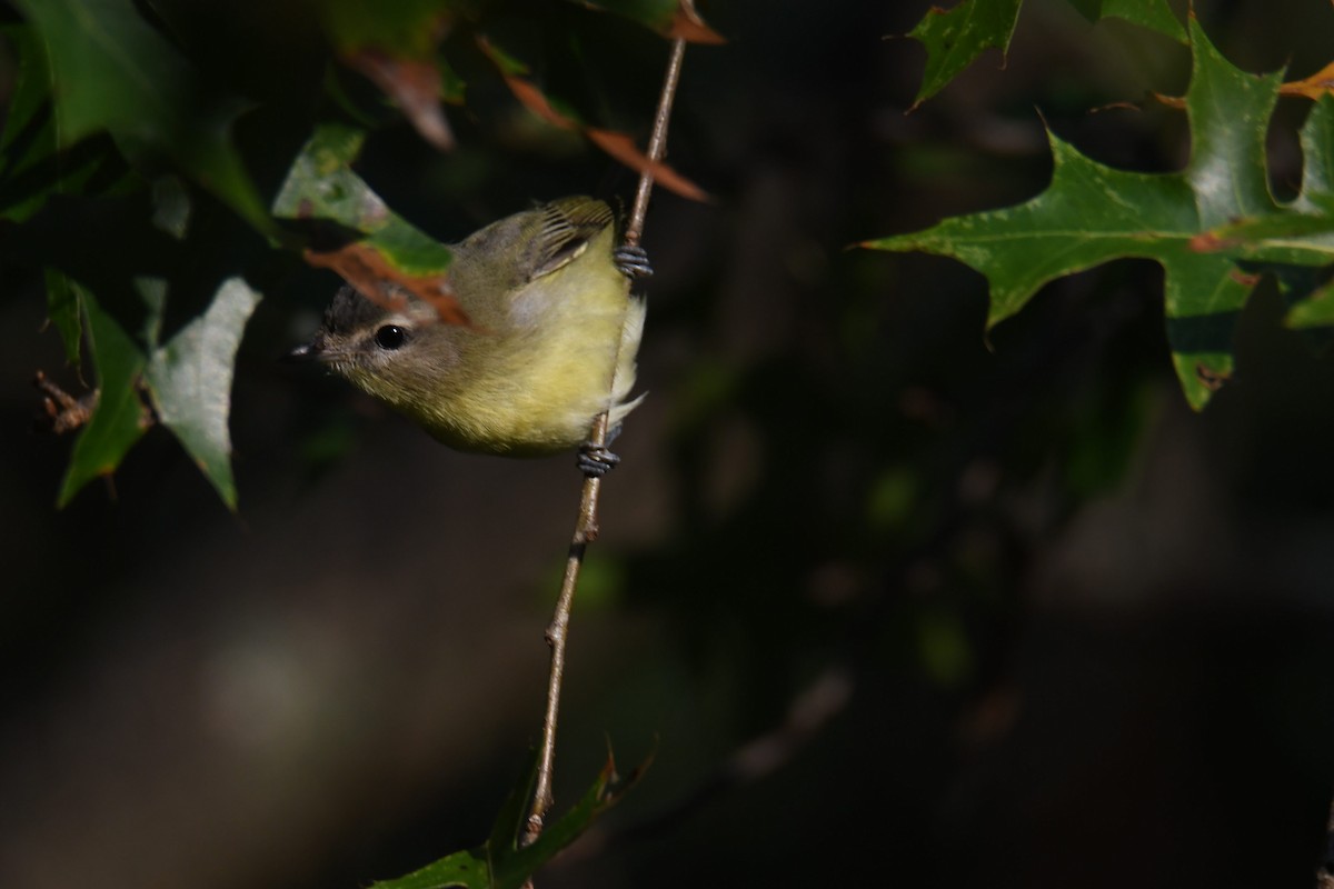 Philadelphia Vireo - ML642365466