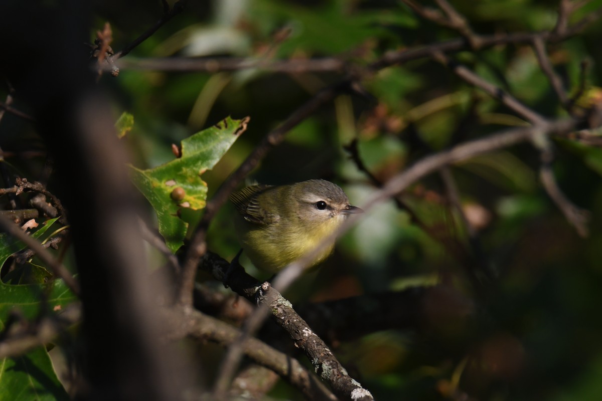 Philadelphia Vireo - ML642365468