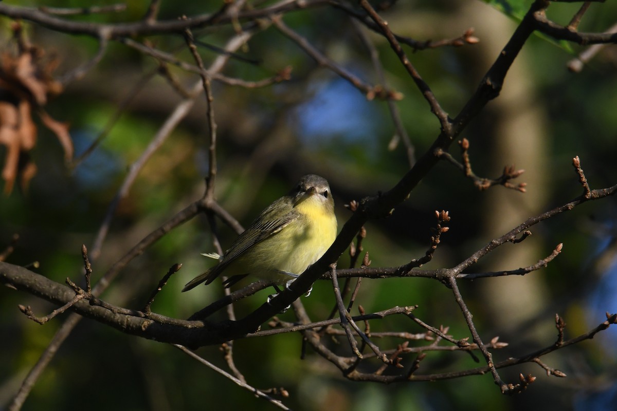 Philadelphia Vireo - ML642365469