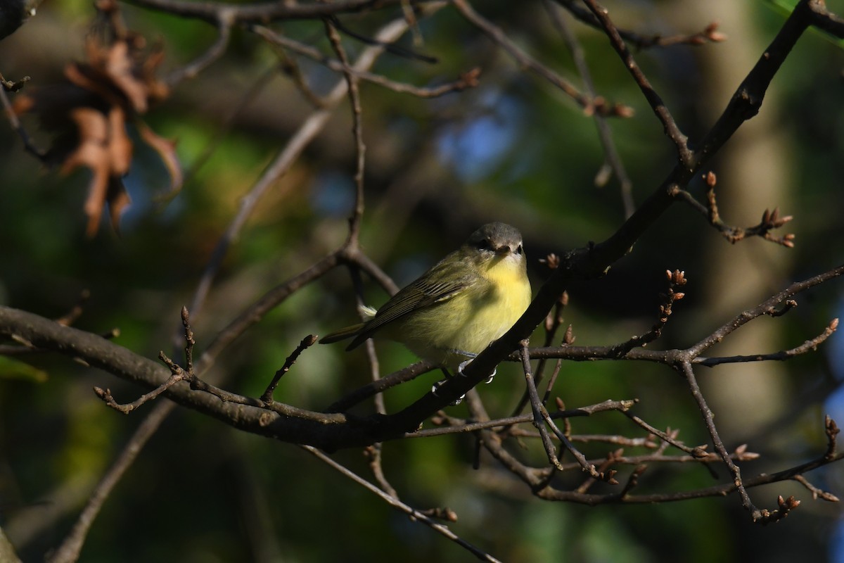 Philadelphia Vireo - ML642365483
