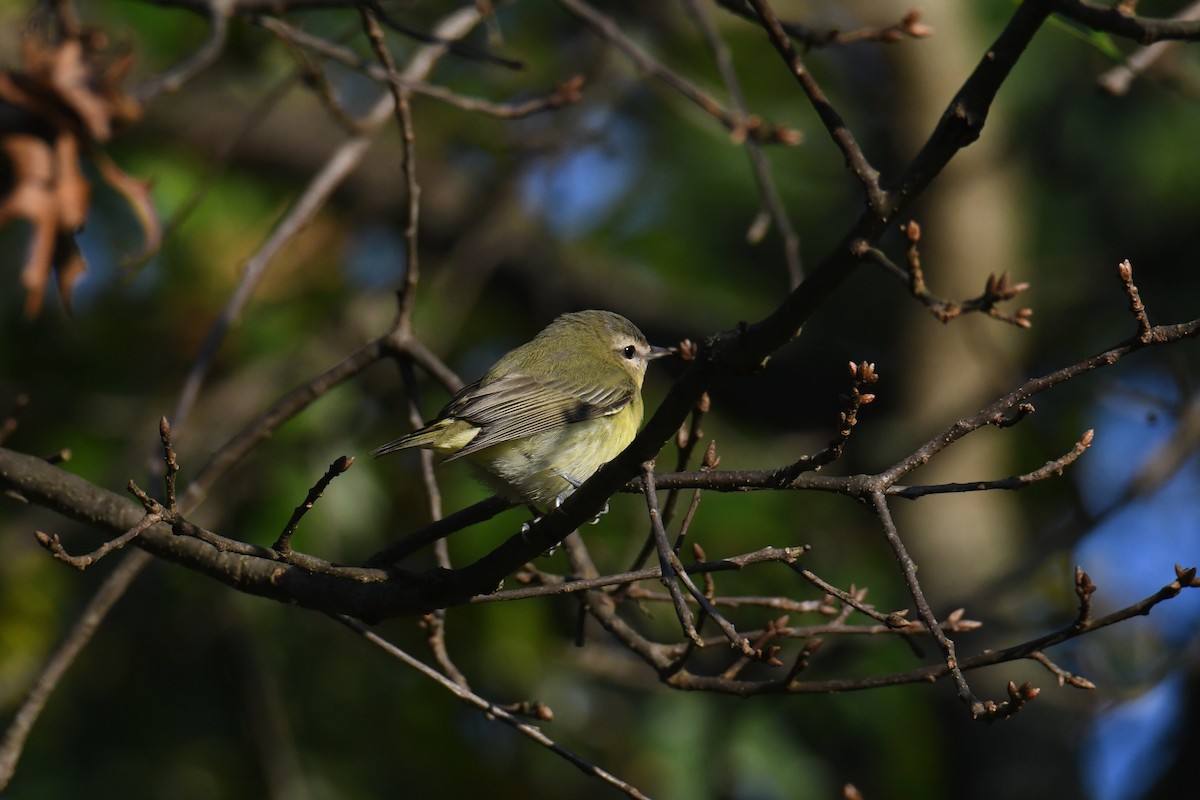 Philadelphia Vireo - ML642365484