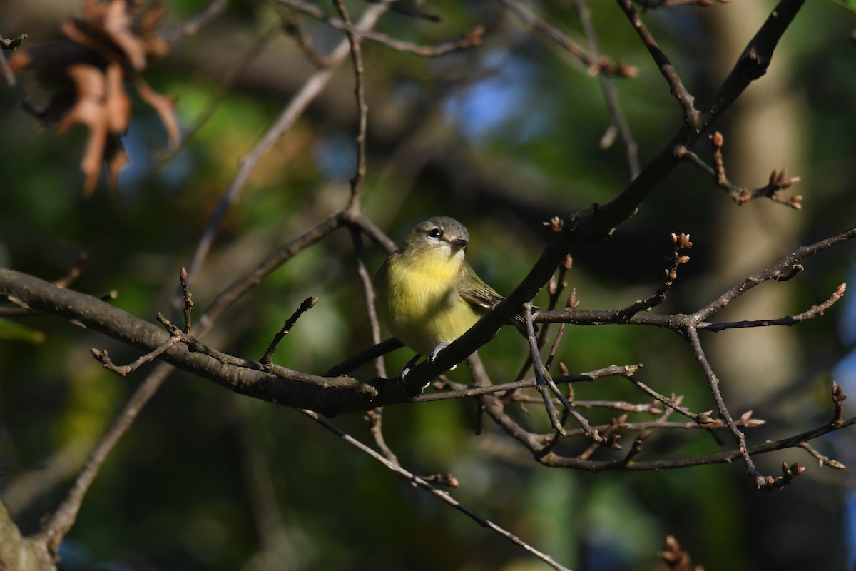 Philadelphia Vireo - ML642365486