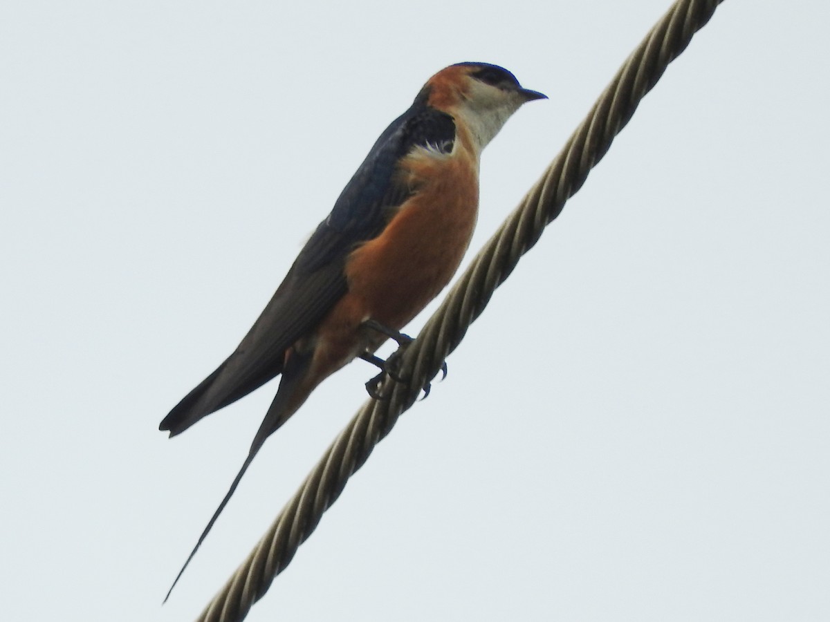 Mosque Swallow - ML642365493