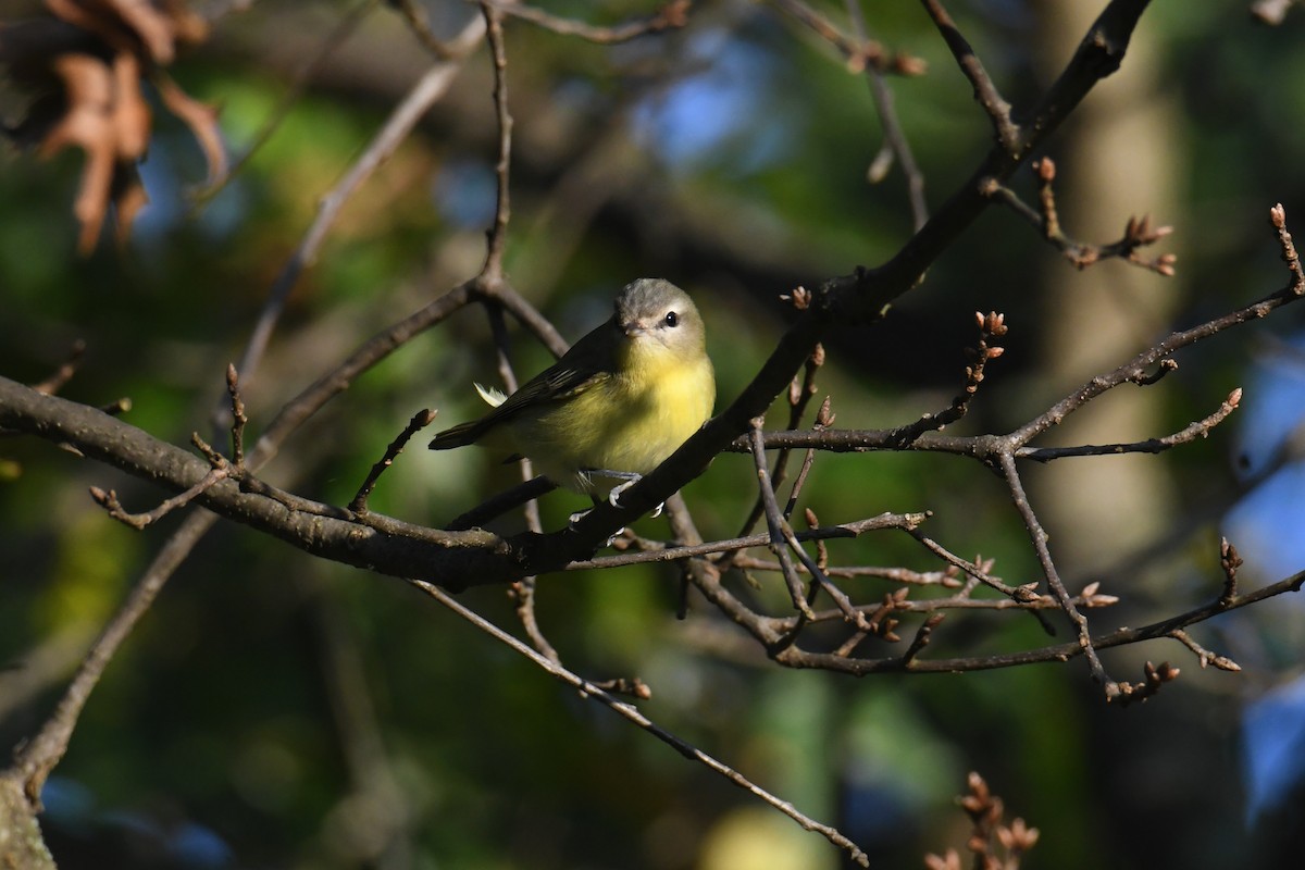 Philadelphia Vireo - ML642365494