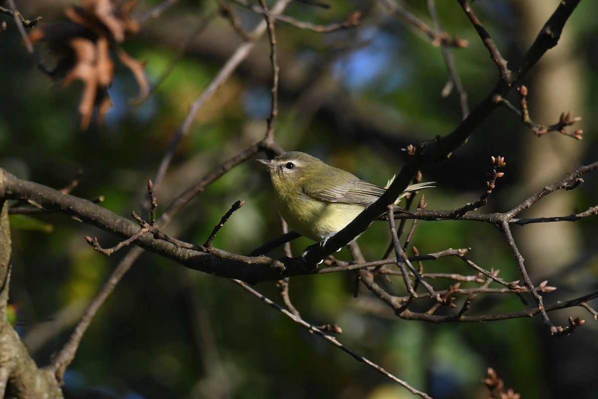 Philadelphia Vireo - ML642365495