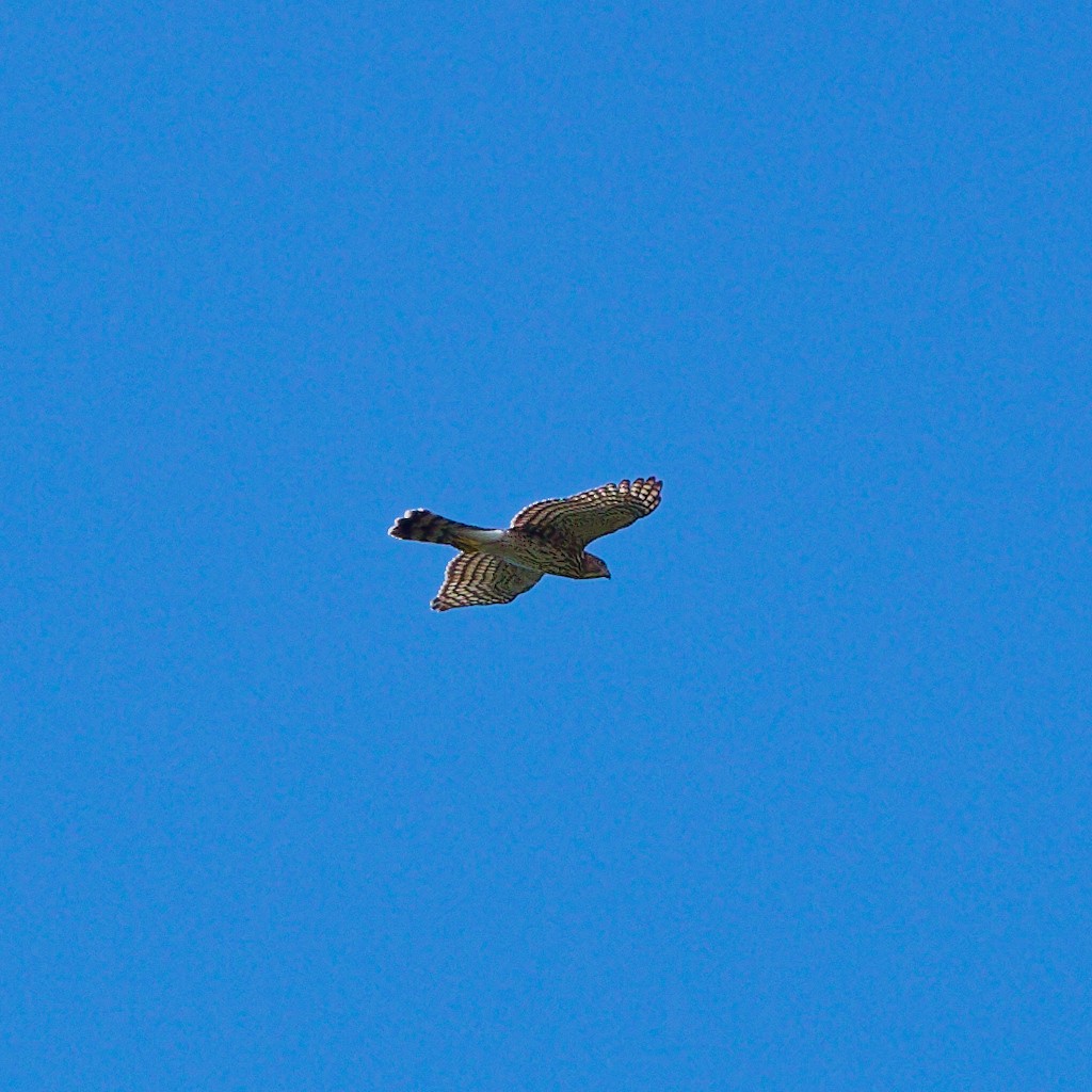 Cooper's Hawk - ML642365496