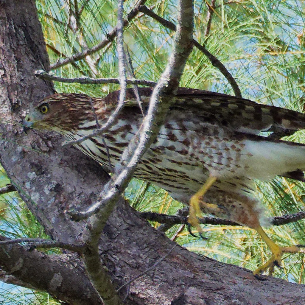 Cooper's Hawk - ML642365498