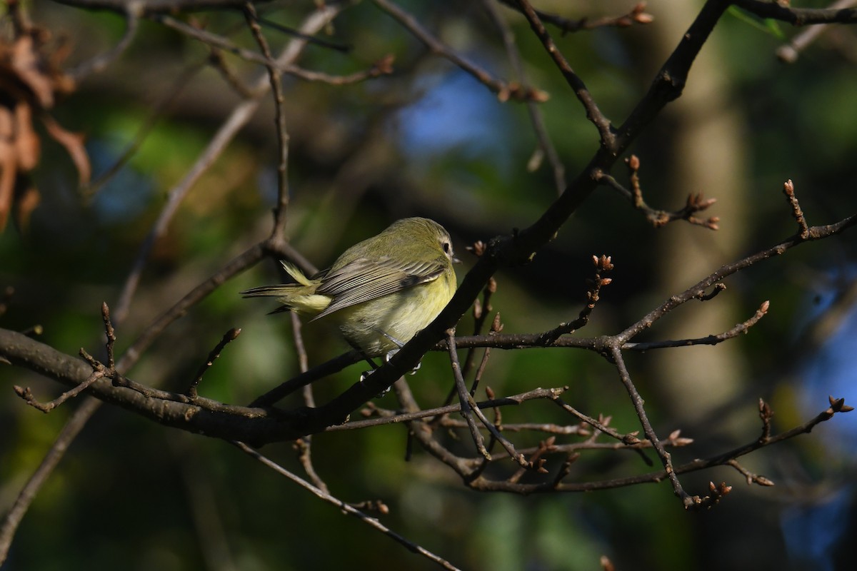 Philadelphia Vireo - ML642365499