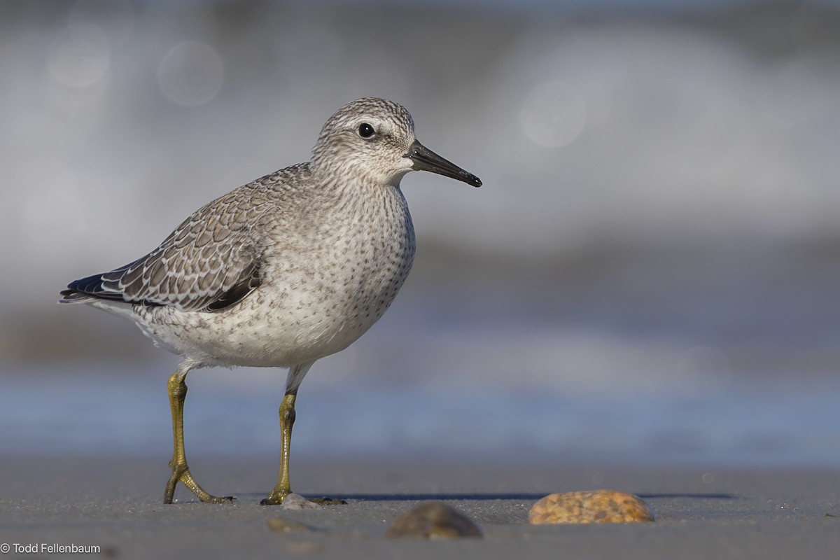 Red Knot - ML642365500