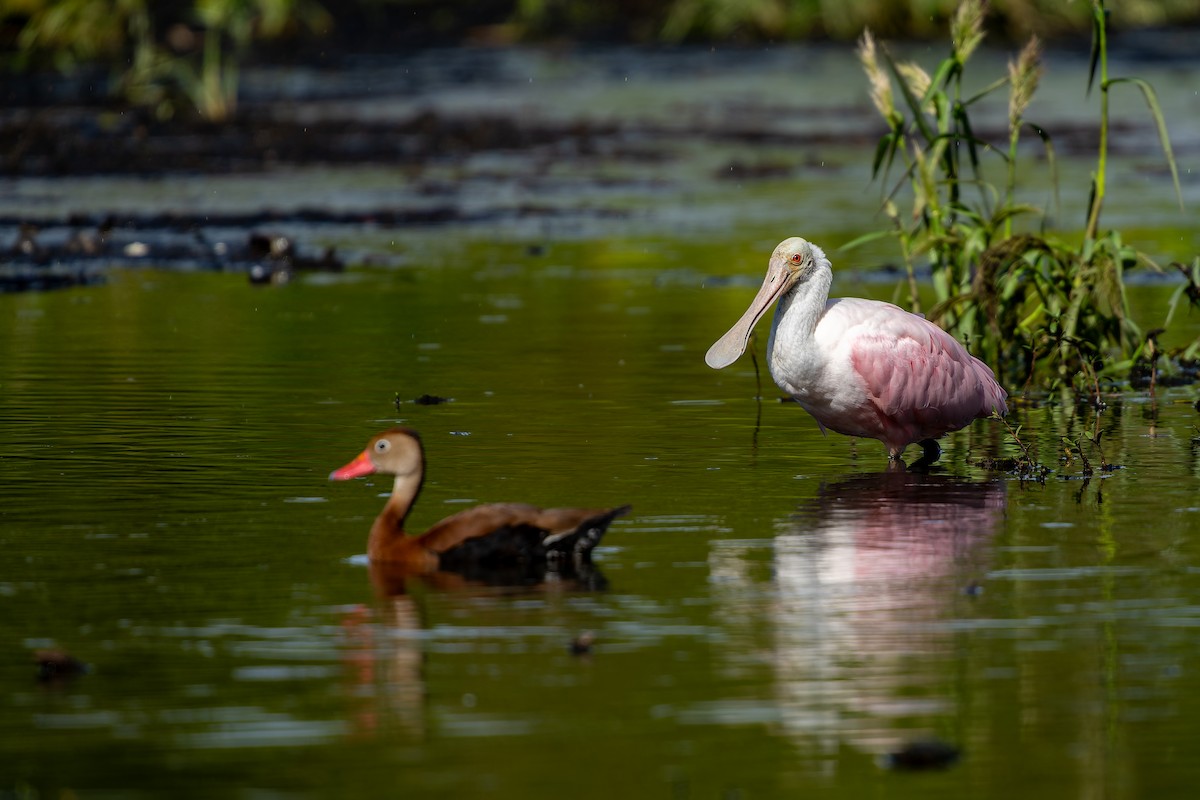 rosenskjestork - ML642365503