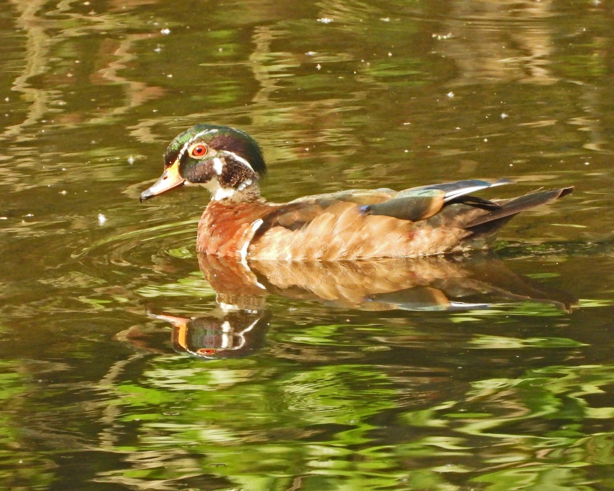 Wood Duck - ML642365525