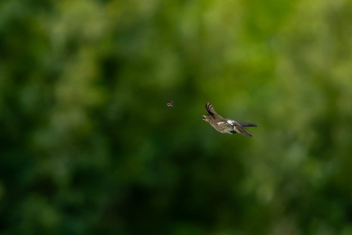 Olive-sided Flycatcher - ML642365530
