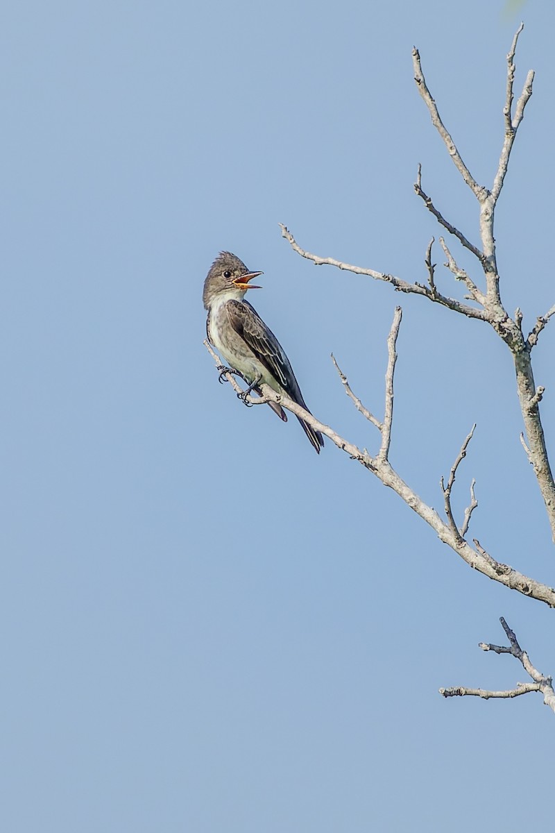 Olive-sided Flycatcher - ML642365531