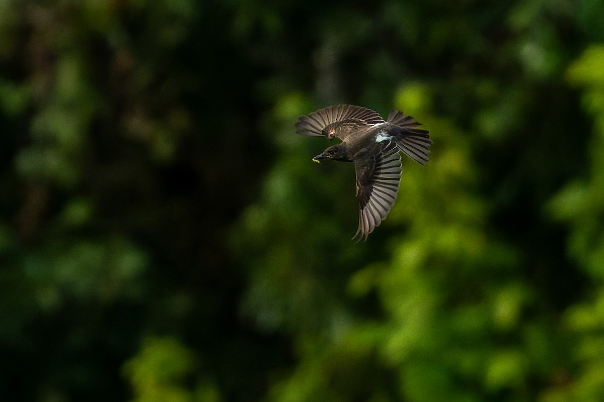 Olive-sided Flycatcher - ML642365532