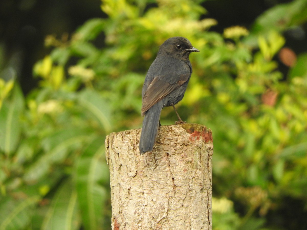 Northern Black-Flycatcher - ML642365537