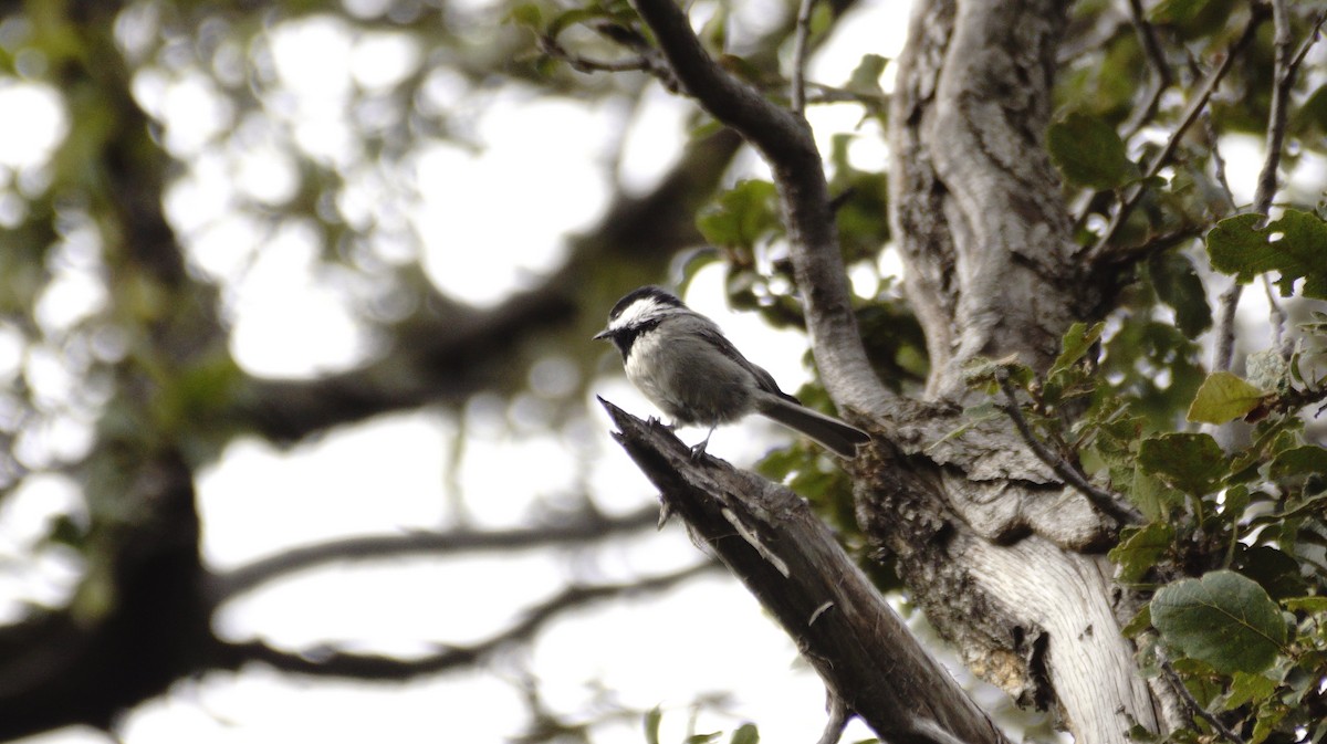Mexican Chickadee - ML642365539