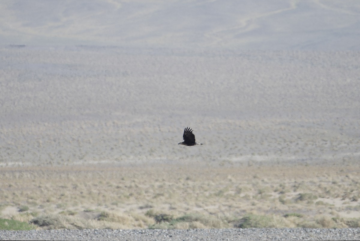 Pallas's Fish-Eagle - ML642365540