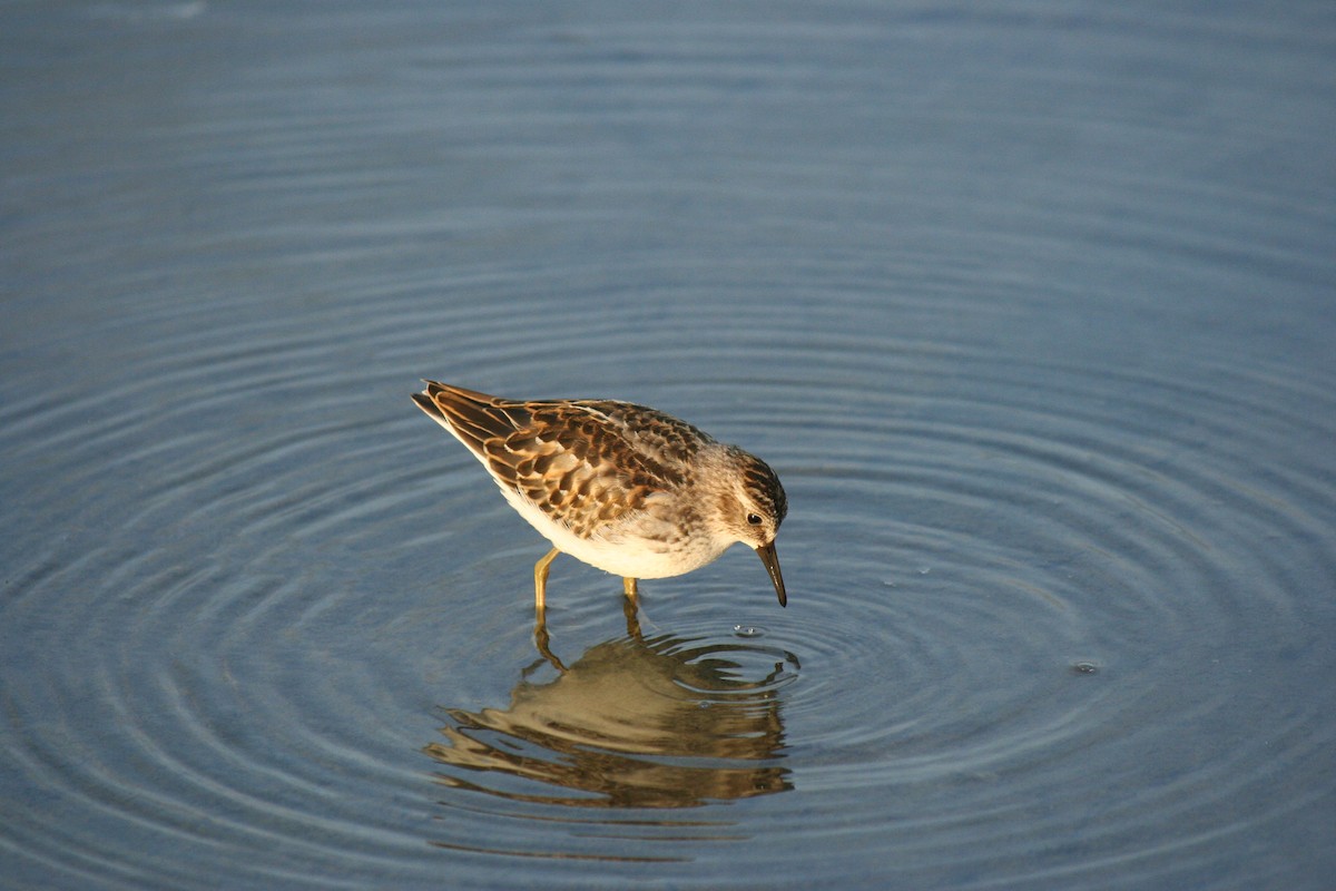 Least Sandpiper - ML642365550