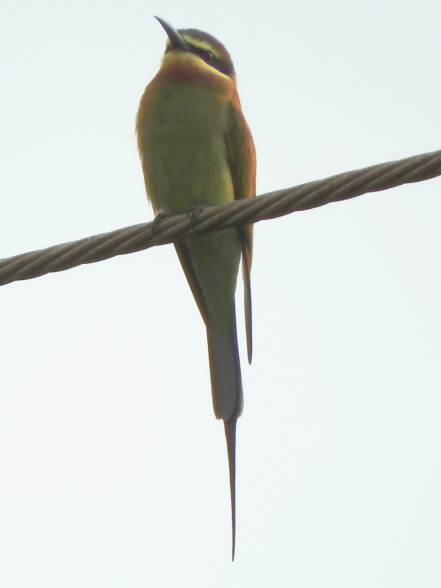 Olive Bee-eater - ML642365554