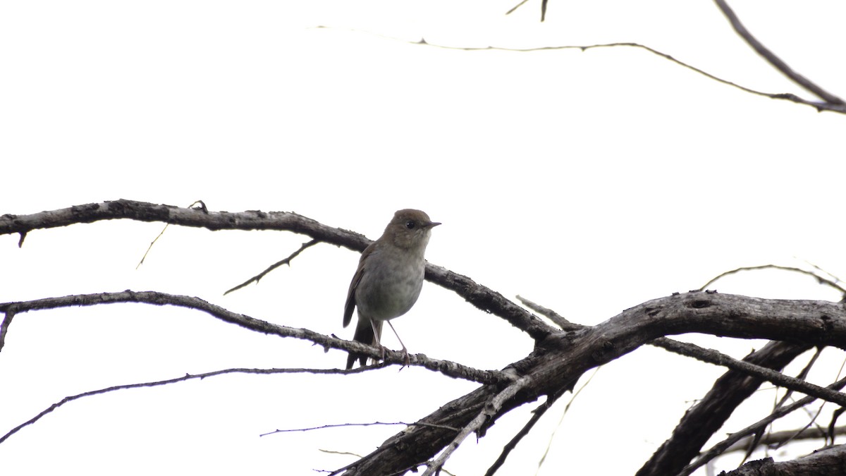 Russet Nightingale-Thrush - ML642365569